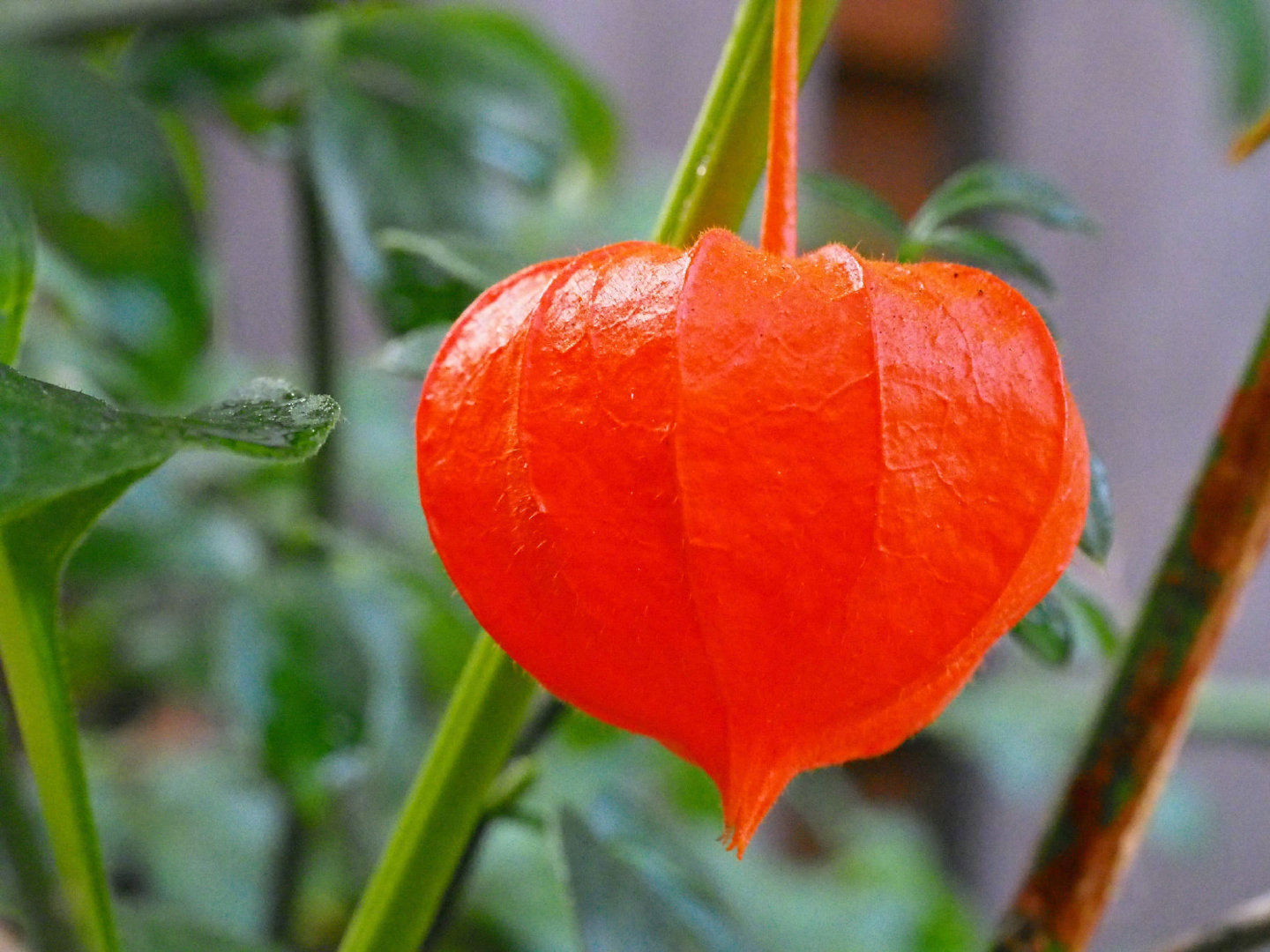 美丽的红姑娘果,好运连连