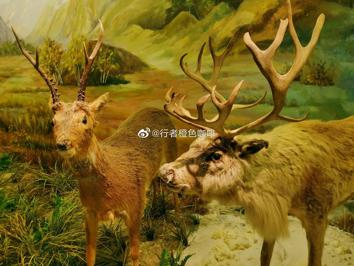 中国双阳梅花鹿博物馆