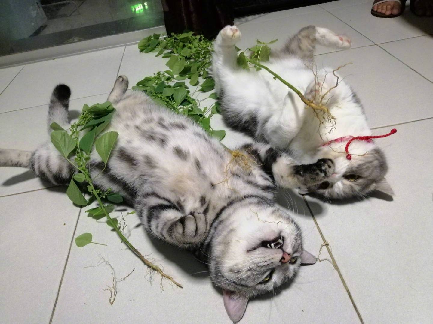 猫薄荷吸食过多