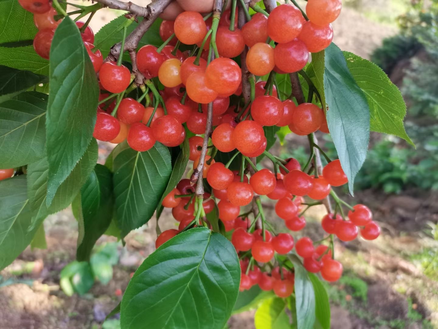 贵州樱桃甜得像初恋,你觉得呢