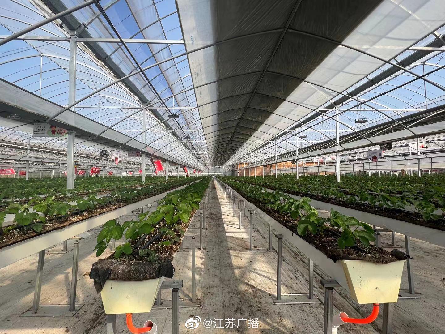 13日上午,记者团来到位于连云港东海县的都市四季果园……|连云港