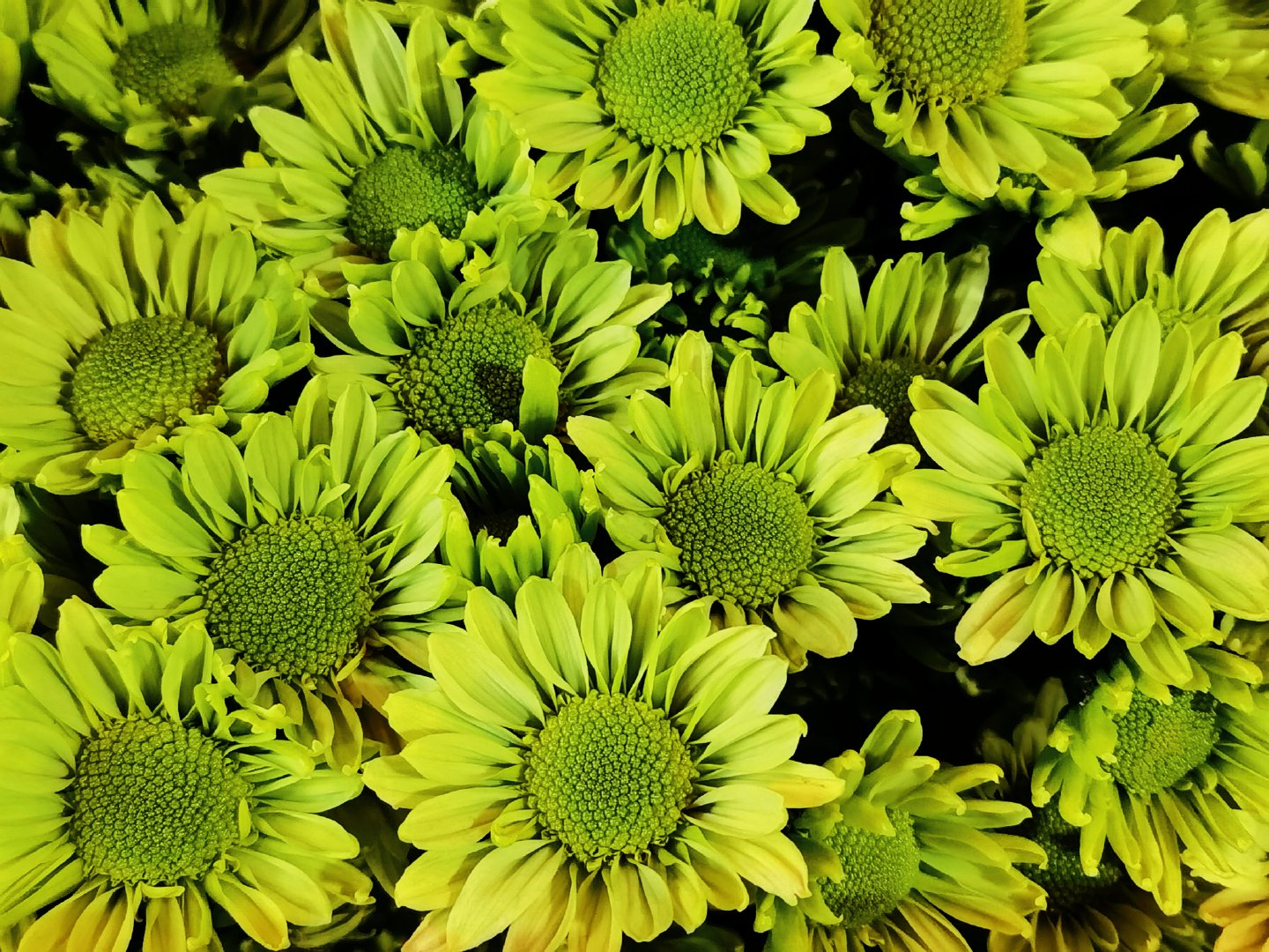 绿色雏菊花,原创拍摄|雏菊花|绿色|原创_新浪新闻