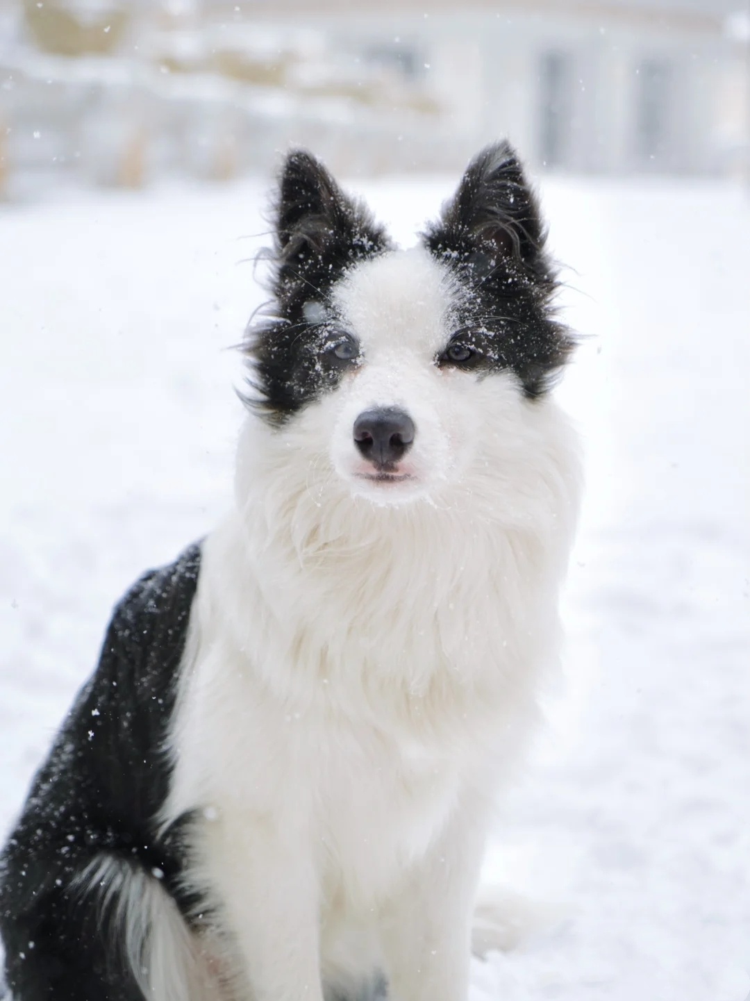 带着狗狗去雪地里一起感受冬天的快乐吧_高清图集_新浪网