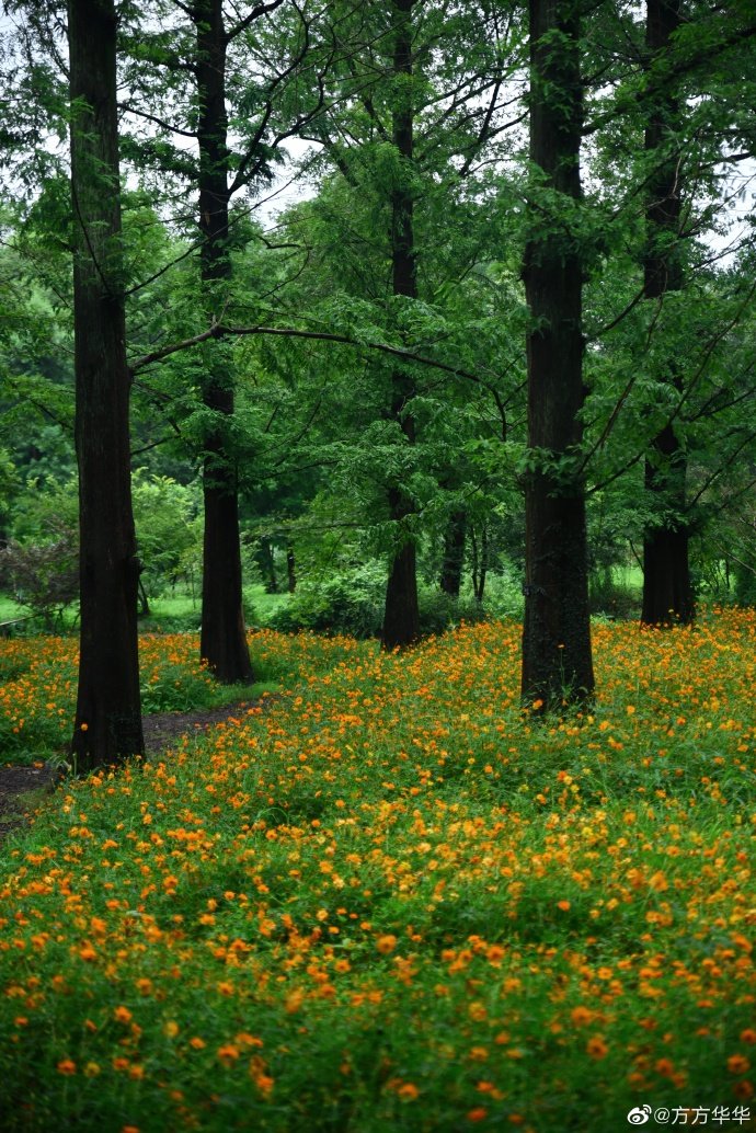 南京中山植物园 | 绽放的黄秋英