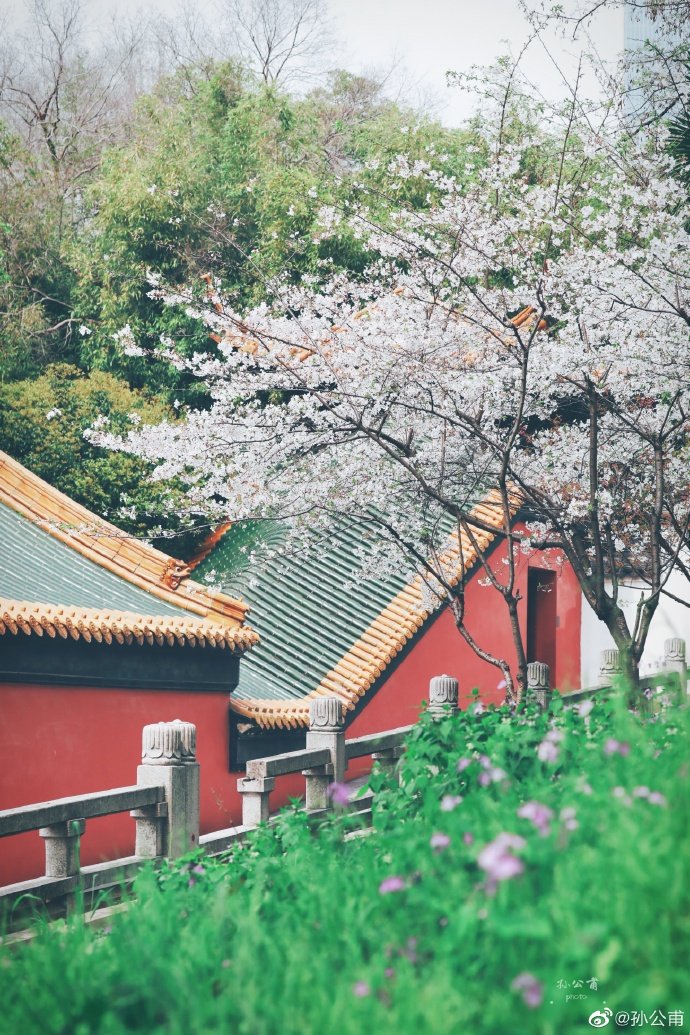 南京朝天宫的樱花,朱红色的墙面映着粉白的樱花鲜艳欲滴