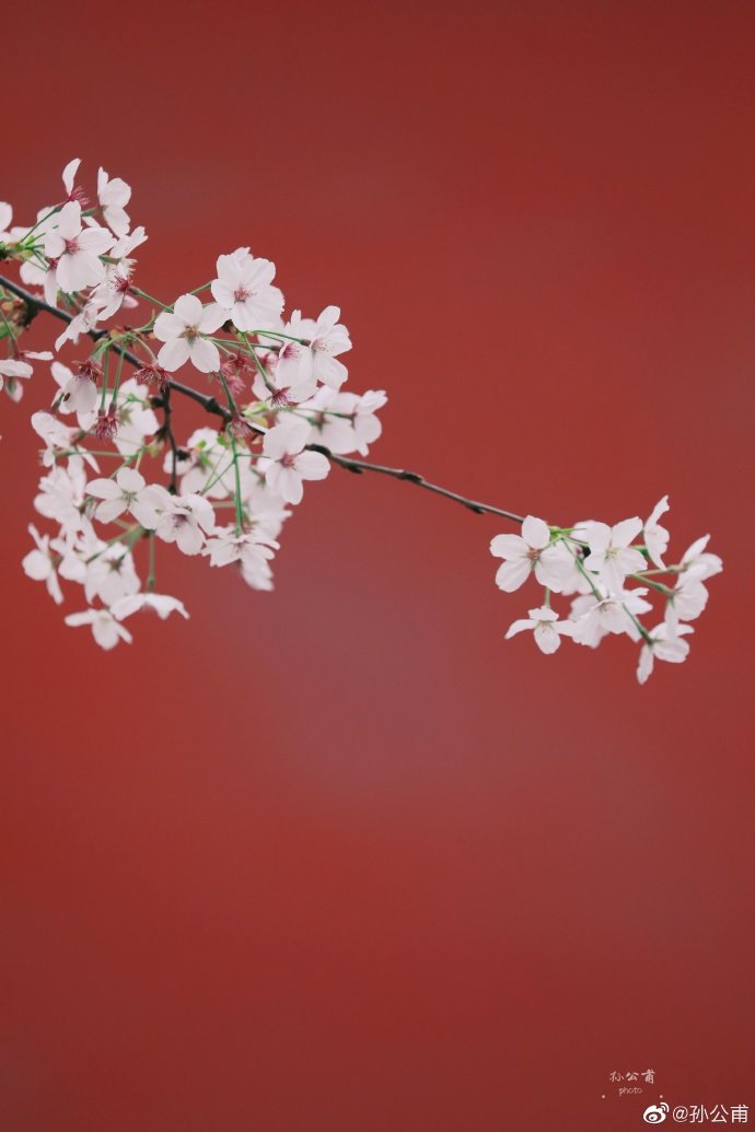 南京朝天宫的樱花,朱红色的墙面映着粉白的樱花鲜艳欲滴