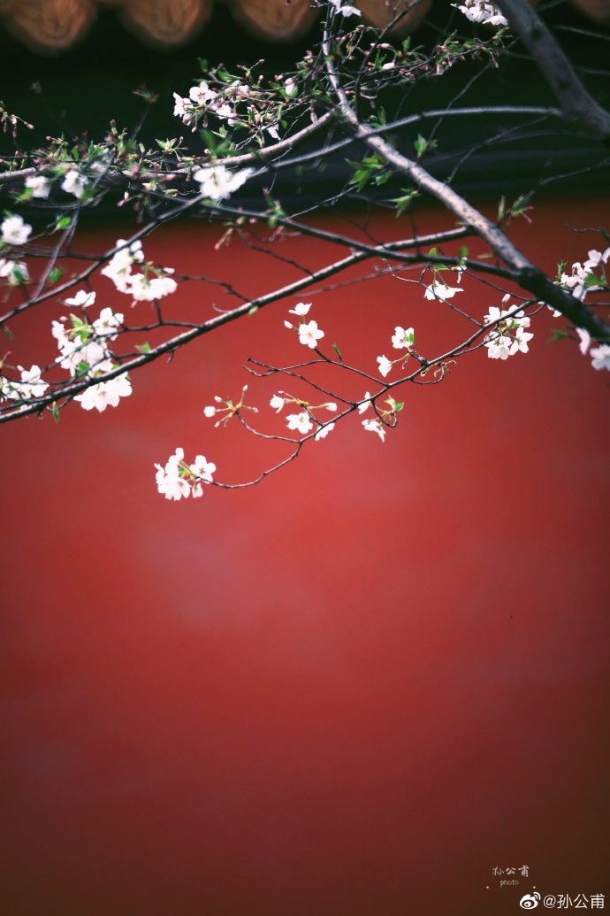 南京朝天宫的樱花朱红色的墙面映着粉白的樱花鲜艳欲滴