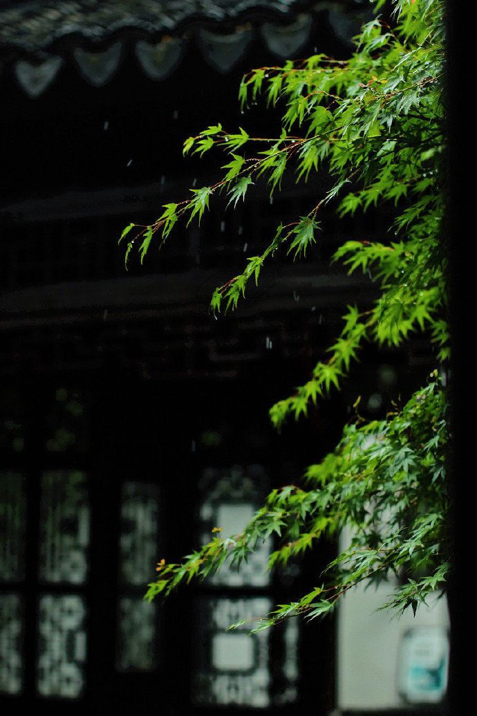 江南仲夏天 时雨下如川 卢桔垂金弹 甘蕉吐白莲 江南仲夏天 时雨下如川 卢桔垂金弹 甘蕉吐白莲