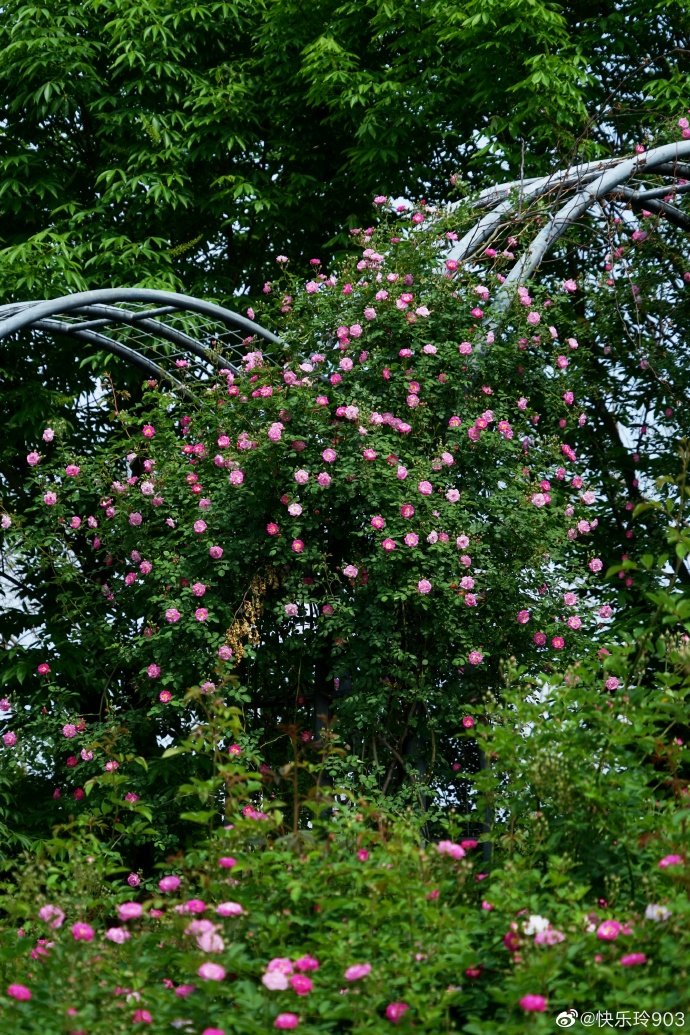 暮春四月,尚贤河湿地公园内的玫瑰园内的蔷薇花已经悄然绽放