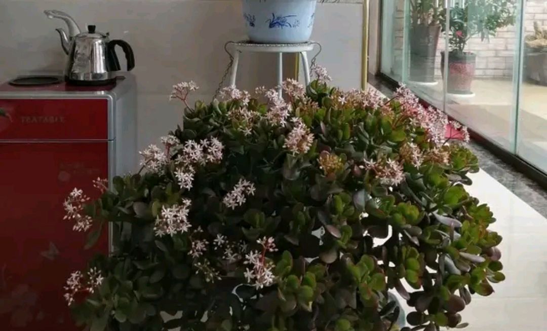 “玉树琼花”原来真的存在,快来看看我家开花的玉树,见者有福休闲区蓝鸢梦想 - Www.slyday.coM “玉树琼花”原来真的存在,快来看看我家开花的玉树,见者有福休闲区蓝鸢梦想 - Www.slyday.coM