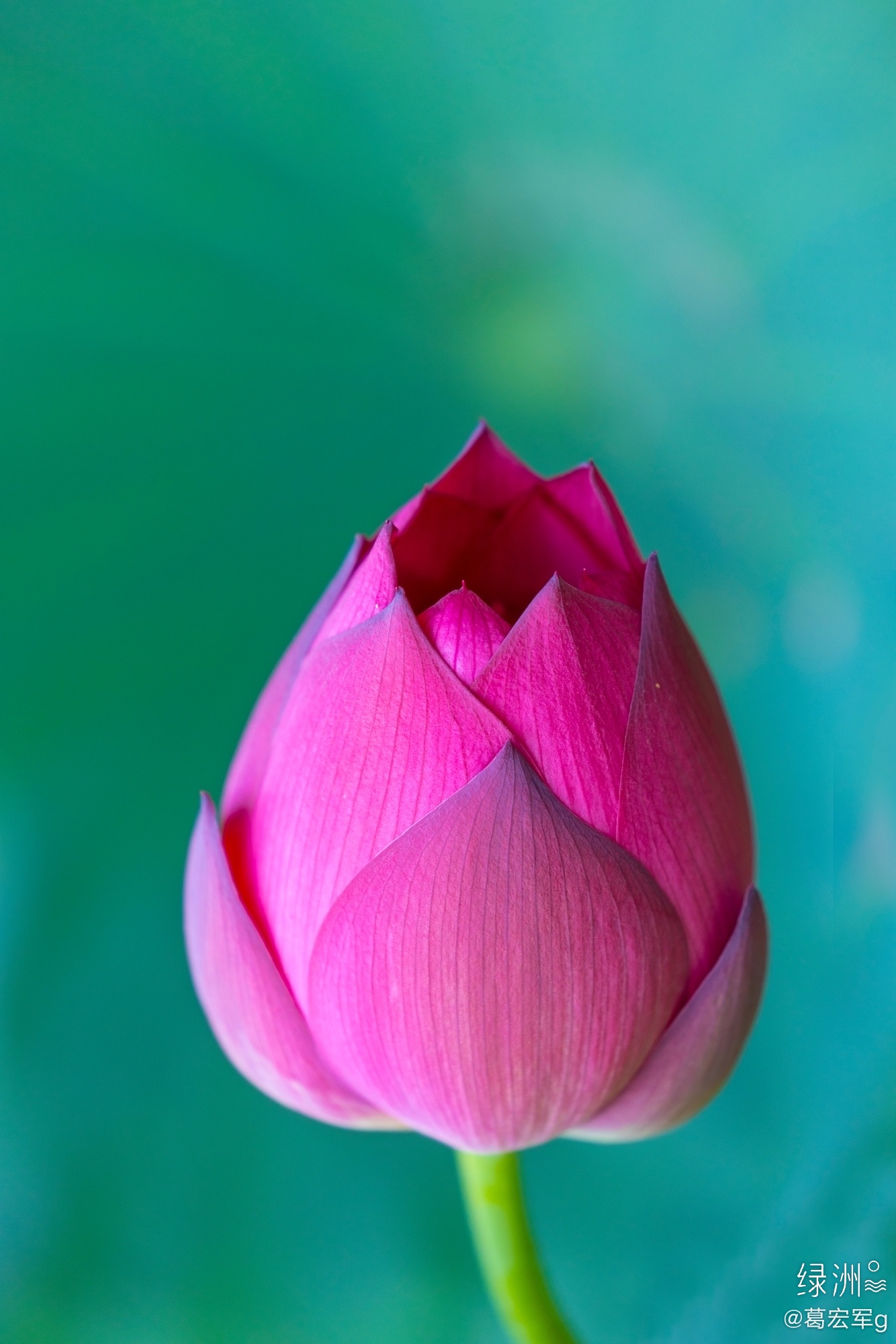 秋天里的那一朵荷花__财经头条