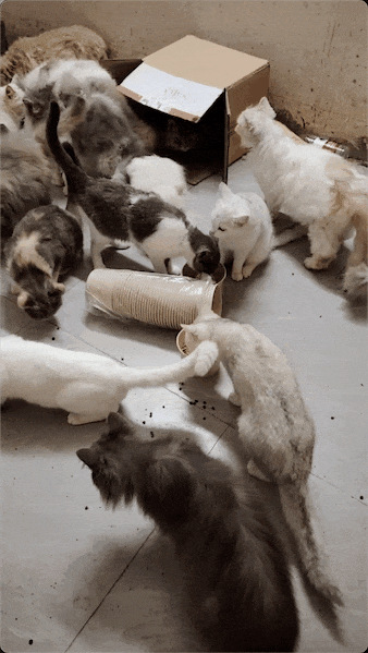 猫咖倒闭70多只猫被关店里,曾经几千的品种猫,被榨干价值后就在|猫