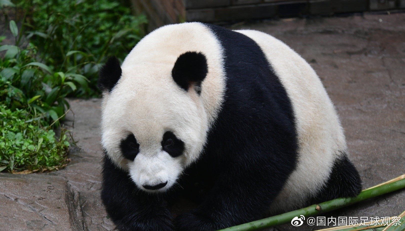 小熊猫胖哒图片