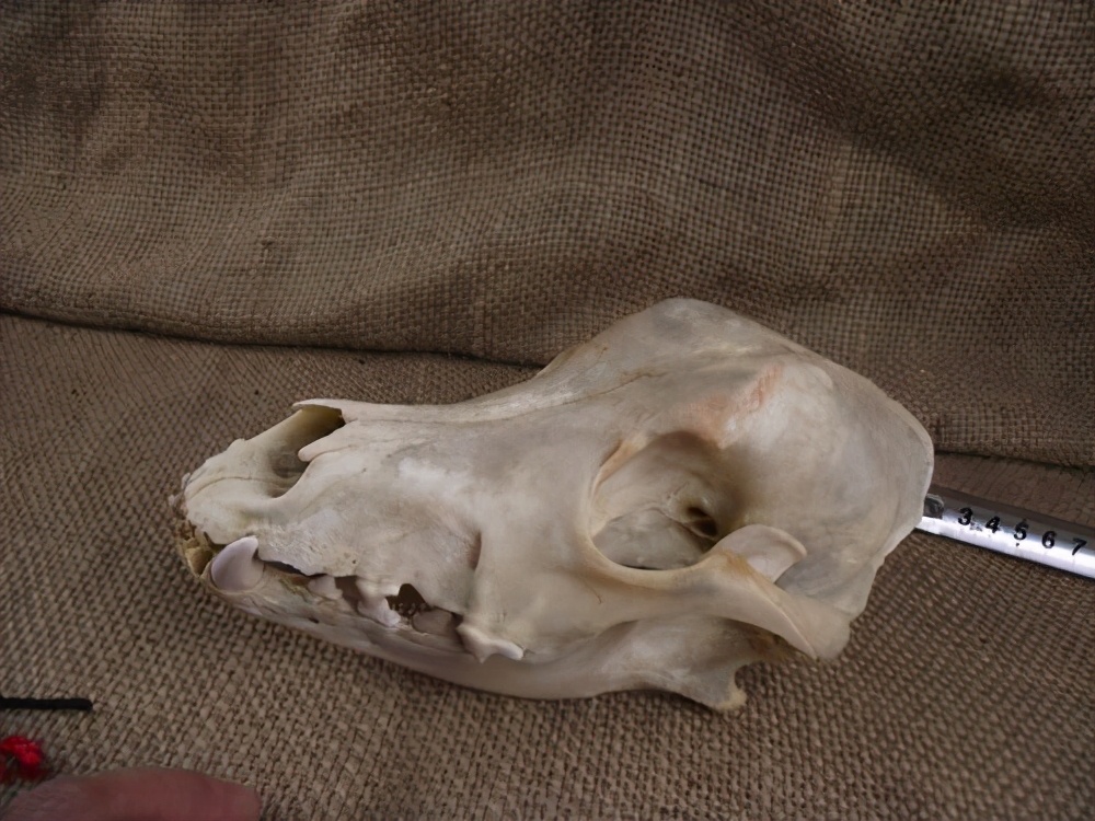 俄考古学家在洞穴中,发现3万年前的犬化石,揭开狼变成犬的秘密