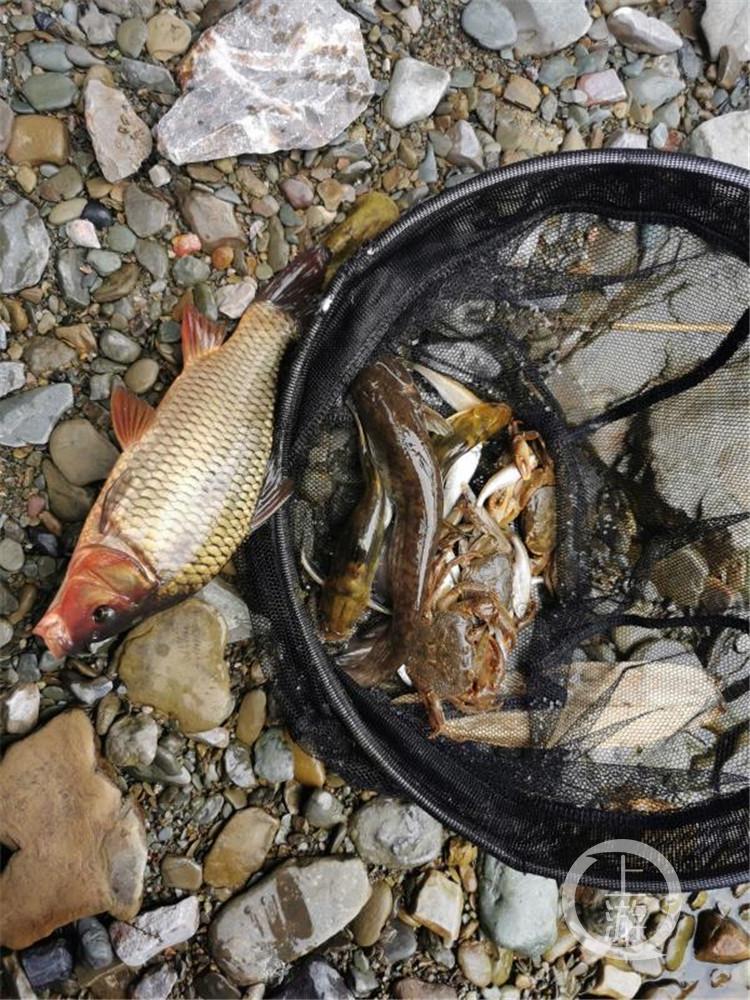 市民在河边捡死鱼 民警:快丢掉!