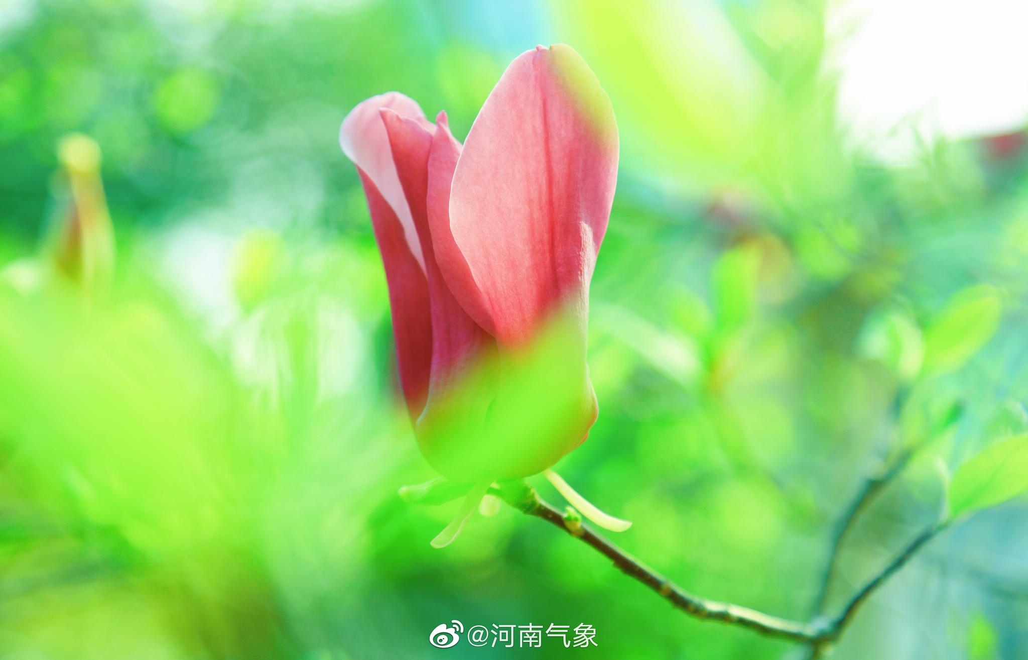 紫荆山公园里的春意萌动拍摄者海青