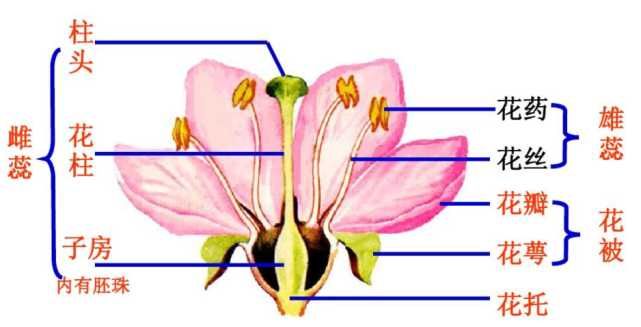 为什么西瓜中心部位最甜no270