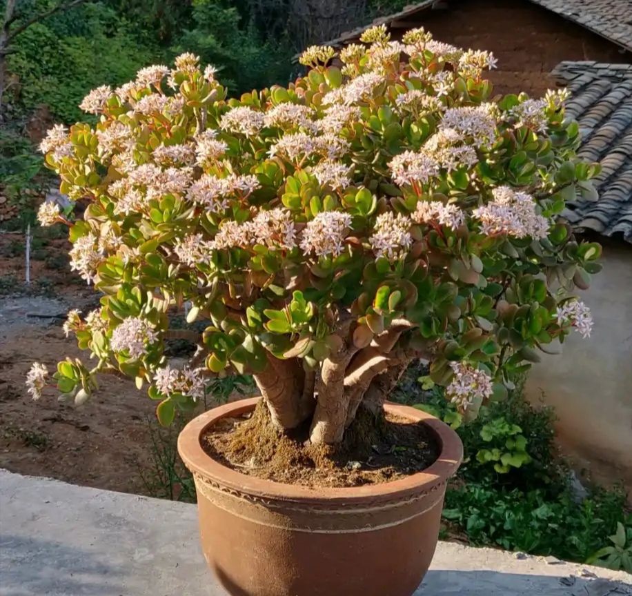 “玉树琼花”原来真的存在,快来看看我家开花的玉树,见者有福休闲区蓝鸢梦想 - Www.slyday.coM “玉树琼花”原来真的存在,快来看看我家开花的玉树,见者有福休闲区蓝鸢梦想 - Www.slyday.coM