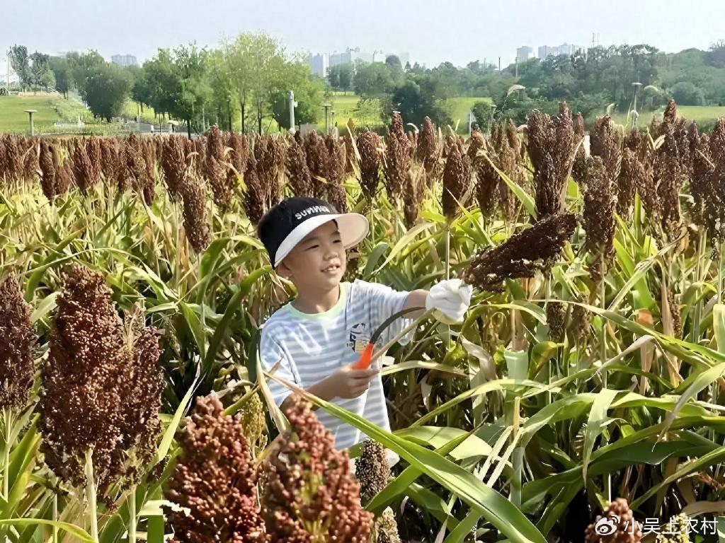 渐渐消失不种的6种庄稼,曾经家家必种的粮食,你吃过几种?|粮食|菰米|稗子