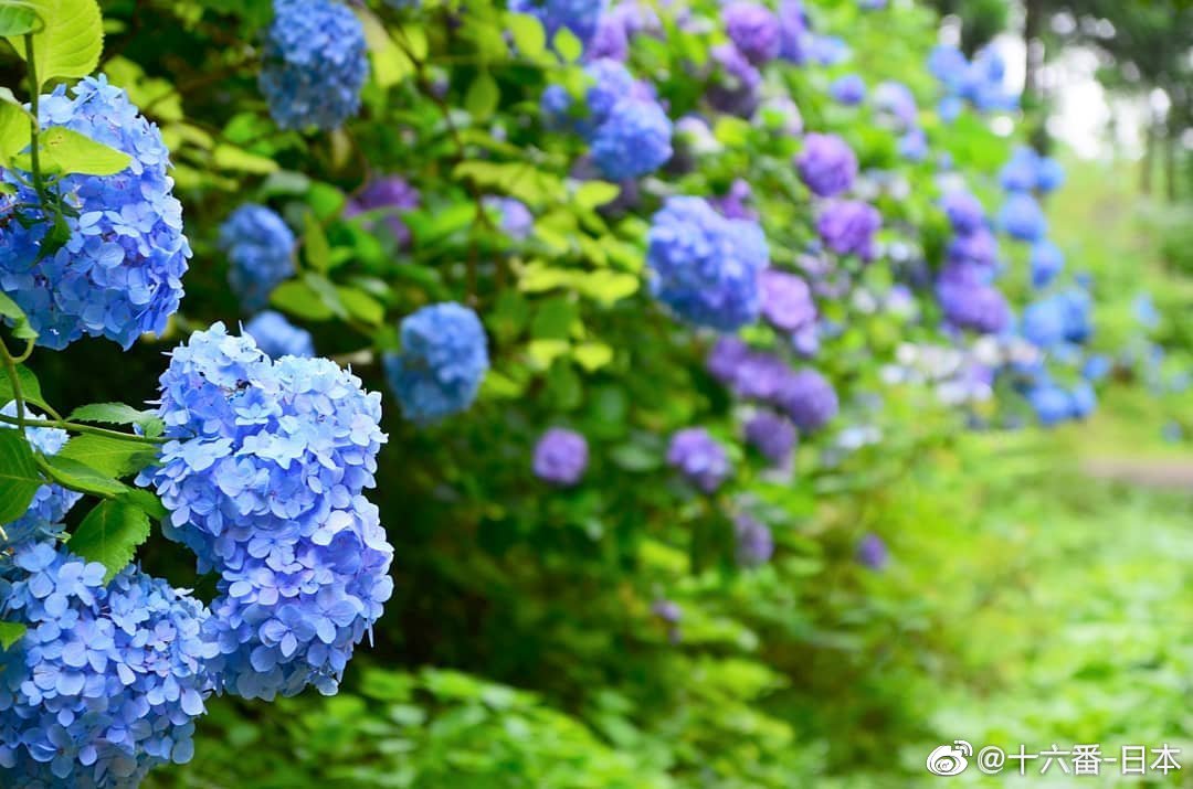 推荐的8大赏紫阳花胜地