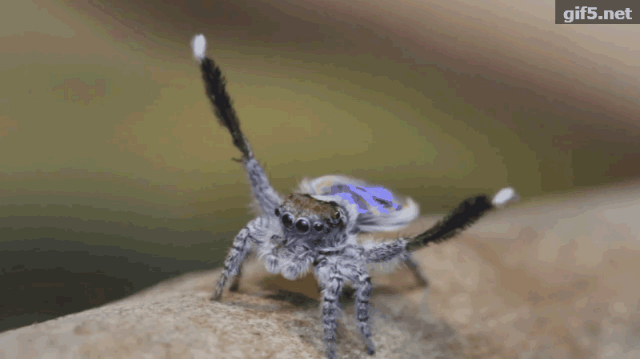 这种跳蛛不仅模仿蚂蚁,并且在一生当中会模仿两种蚂蚁.