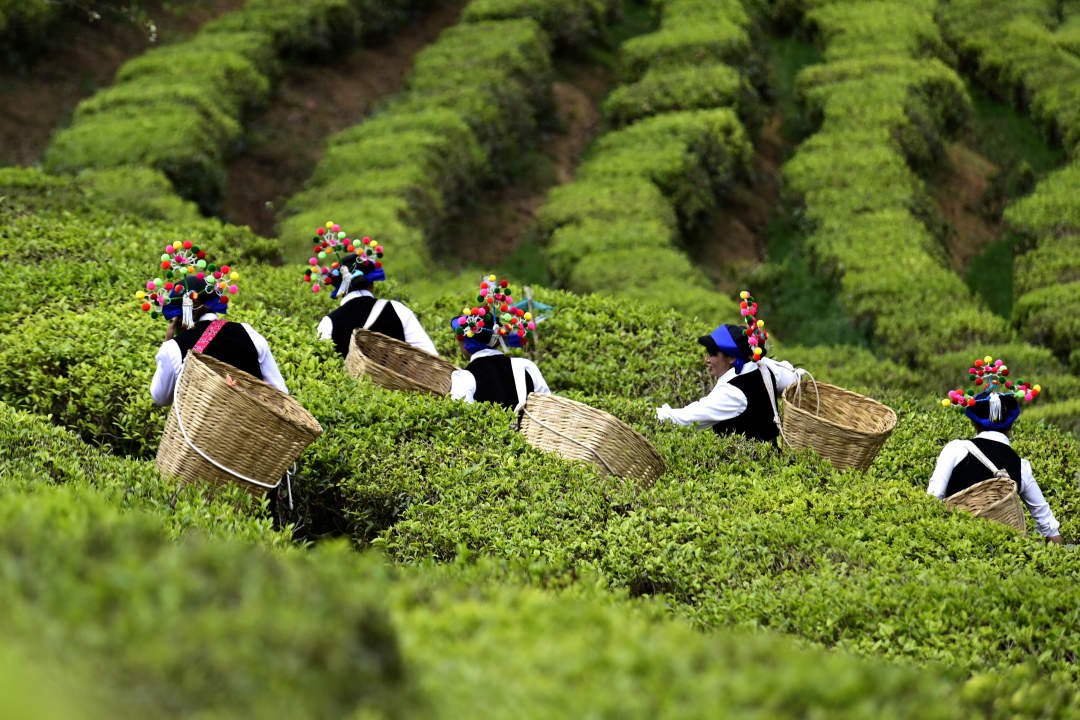 云南南涧:花香陪伴采茶忙|南涧县|大理|茶农_新浪新闻