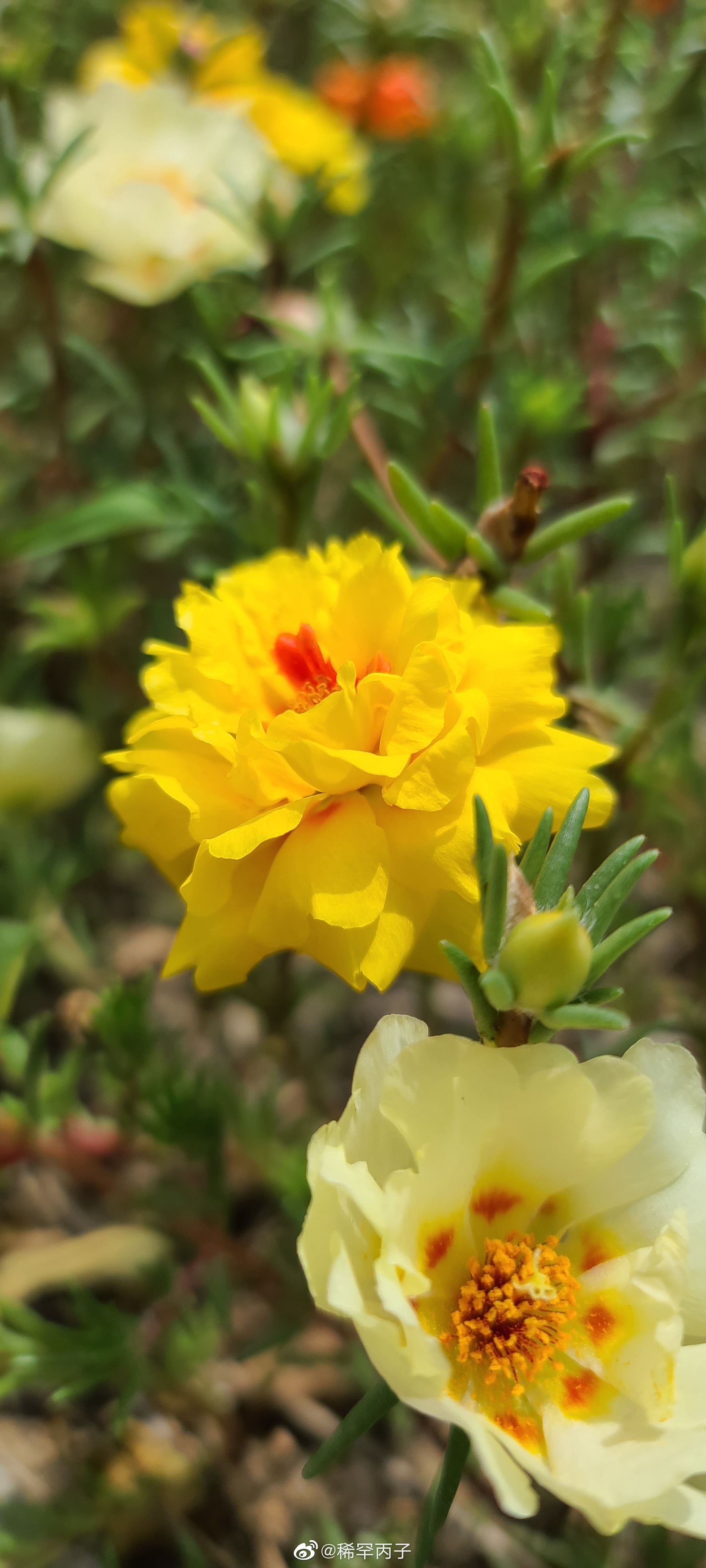 大花马齿苋为什么叫"死不了"?