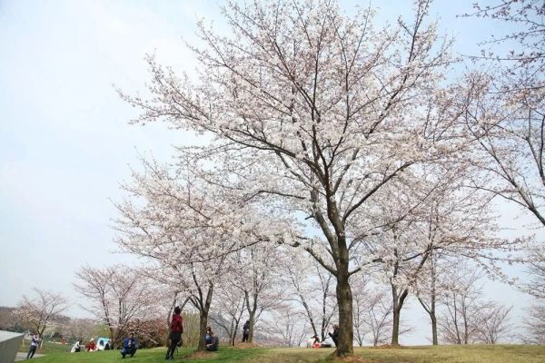 专家表示,染井吉野樱花是日本最具代表性的樱花,约占日本全境樱花总数