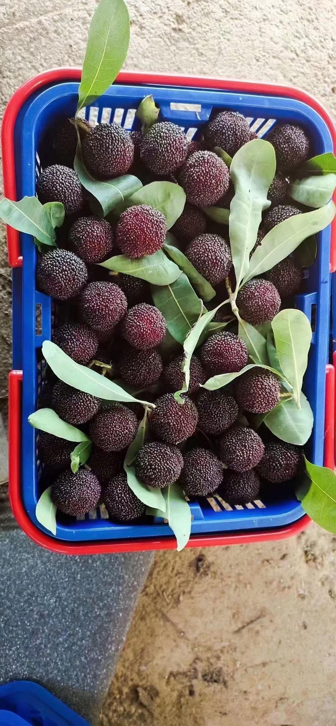 作为汕头杨梅主产区,潮阳金灶和西胪杨梅近日陆续上市啦……|杨梅