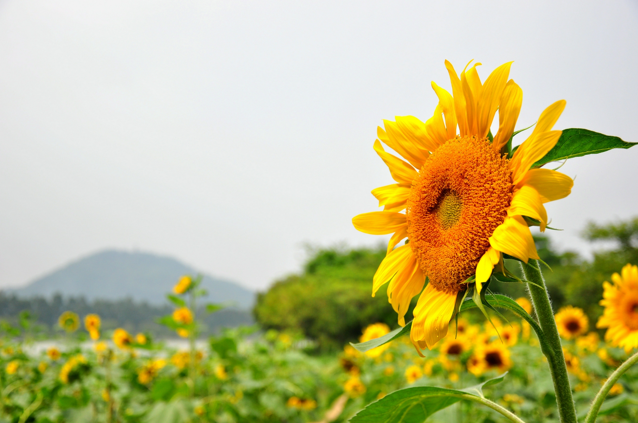 愿大家都像向日葵一样向阳而生温暖且明媚
