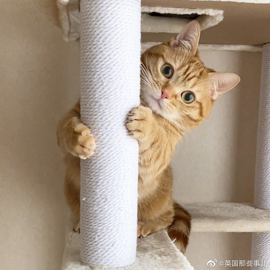 短腿橘猫pokota,会和人击掌,合掌求零食