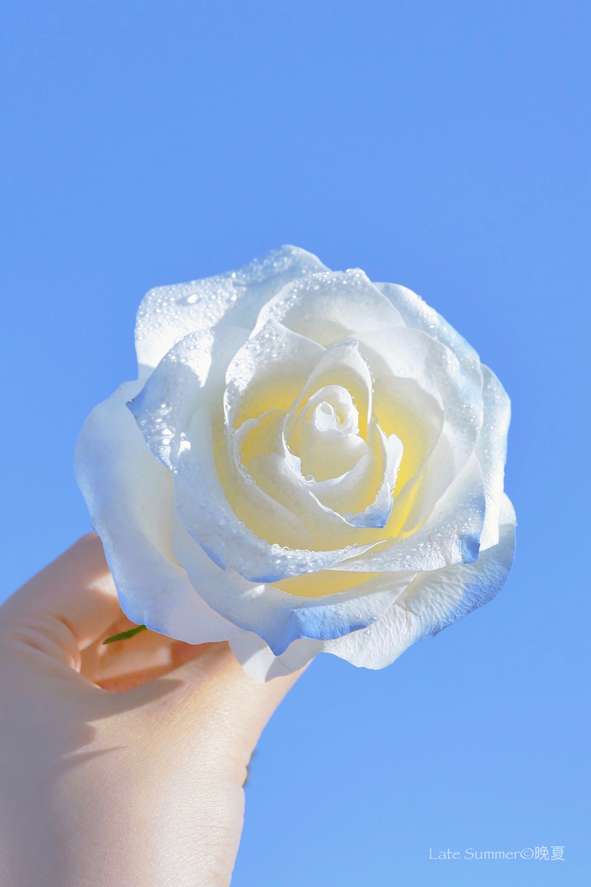 夏天的风是海盐味的浅蓝色