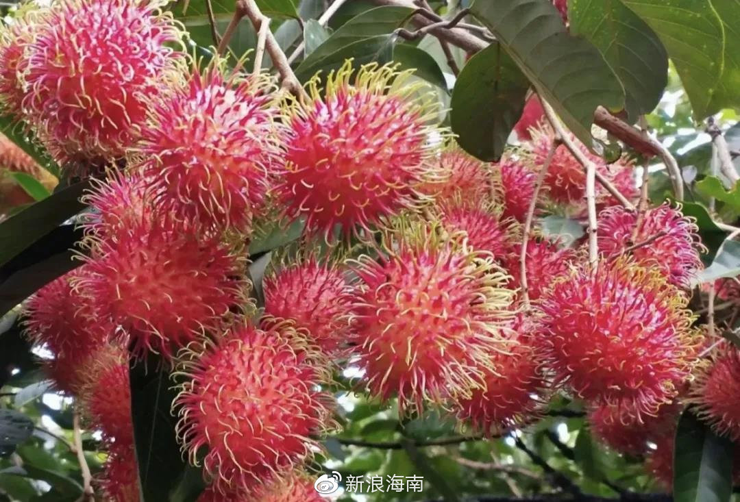 红毛丹黄毛丹都是毛丹
