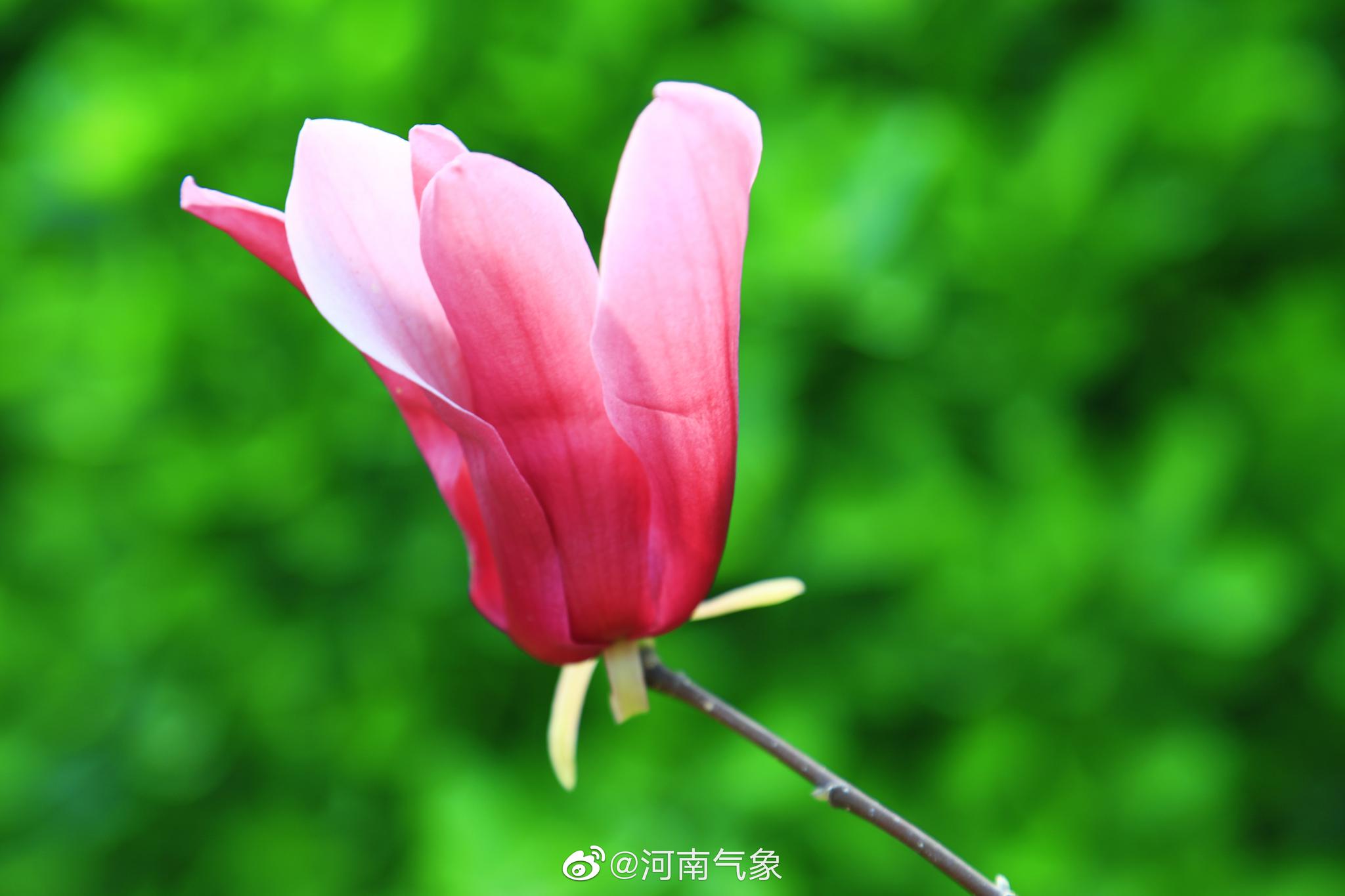 紫荆山公园里的春意萌动拍摄者海青