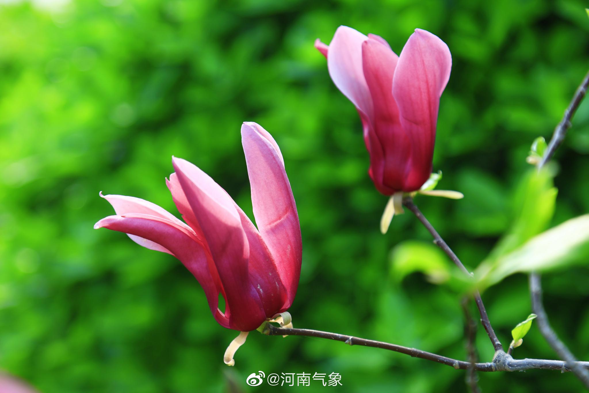 紫荆山公园里的春意萌动拍摄者海青