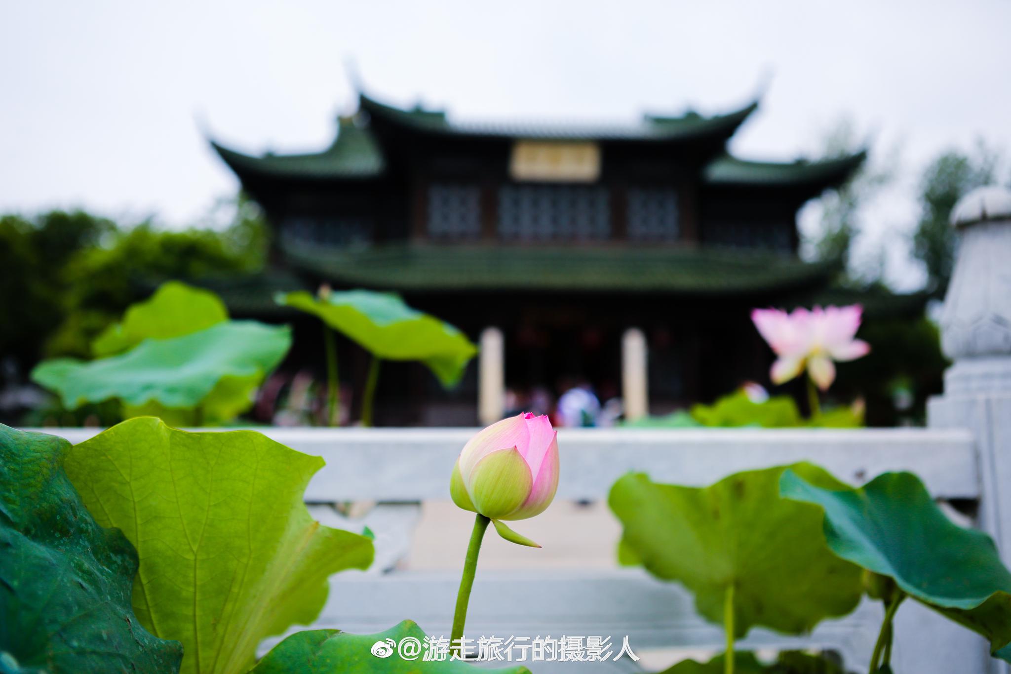 步入电视剧的明媚春光