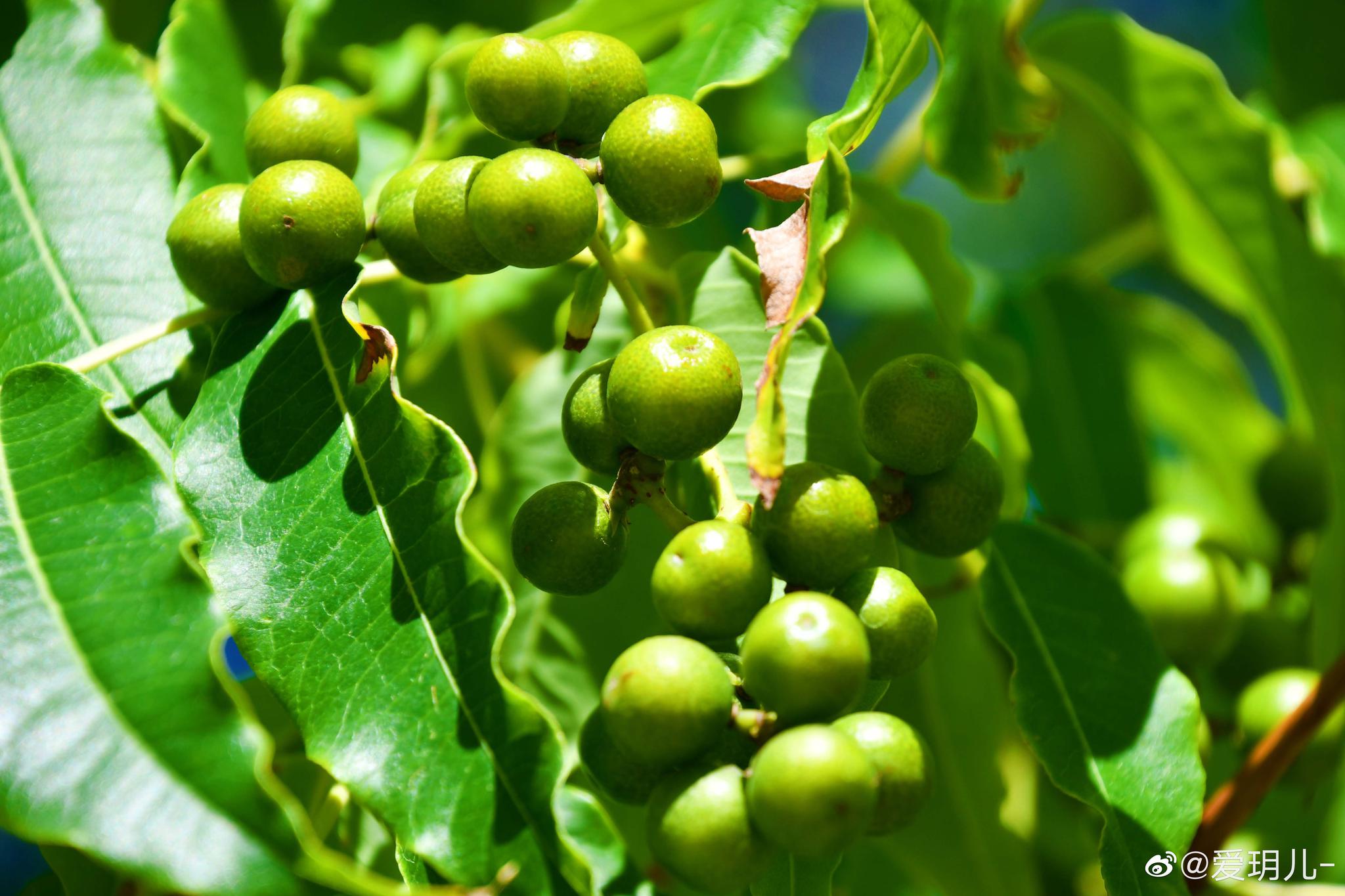 初秋黄檗树还没成熟的绿色的果实_高清图集_新浪网