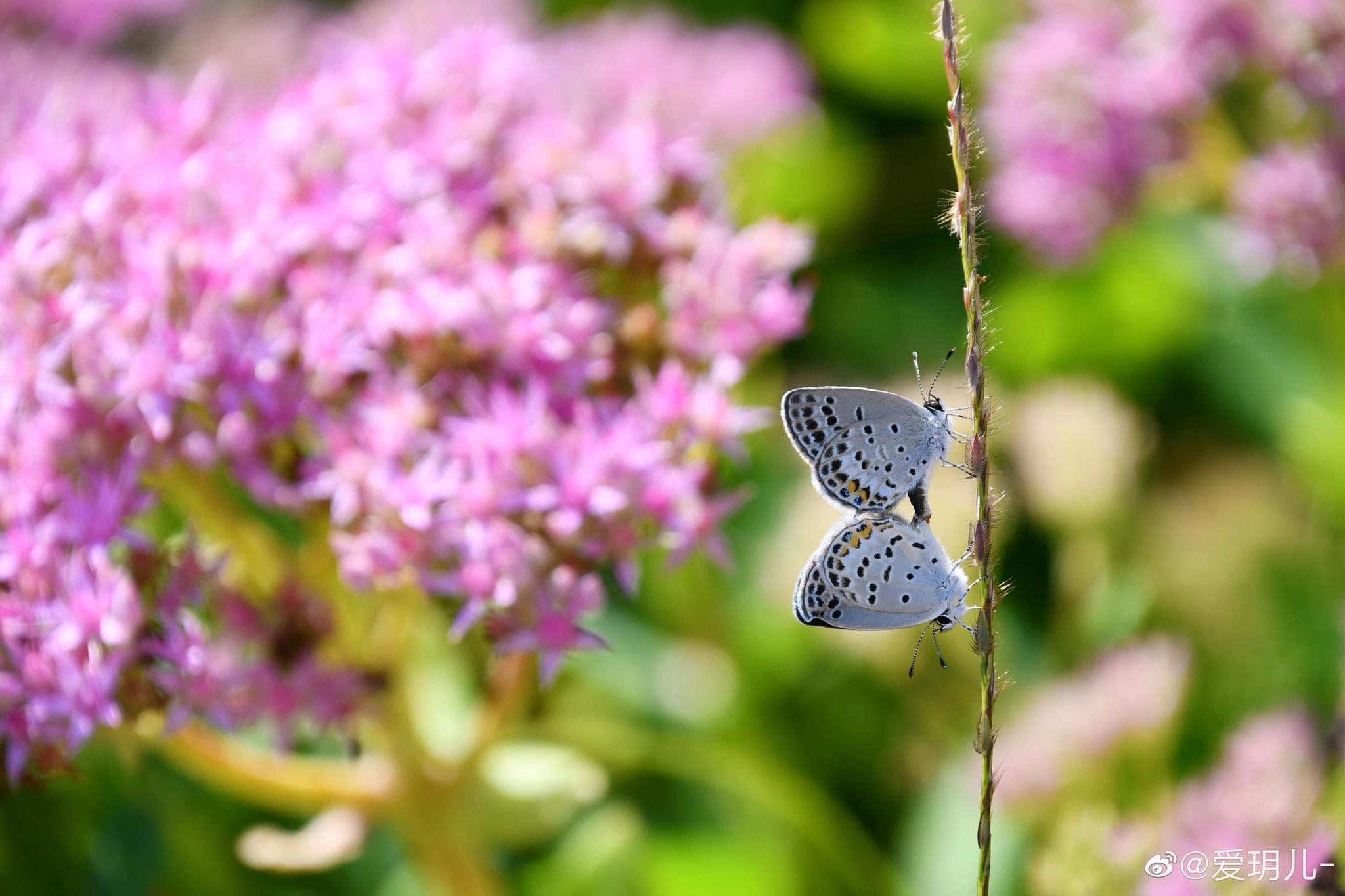 秋天粉色八宝景天花上两只可爱漂亮又温顺的小蝴蝶