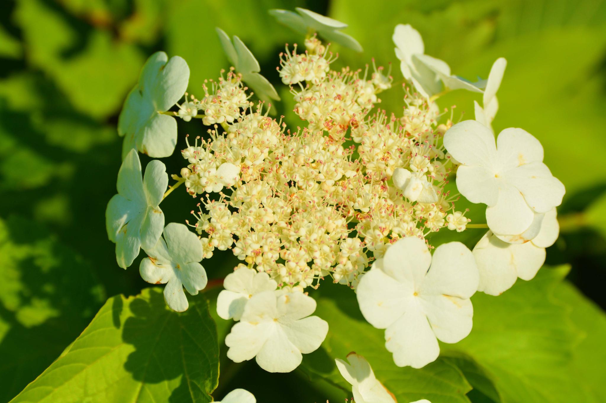 欧洲荚蒾花的形状很特别……_高清图集_新浪网