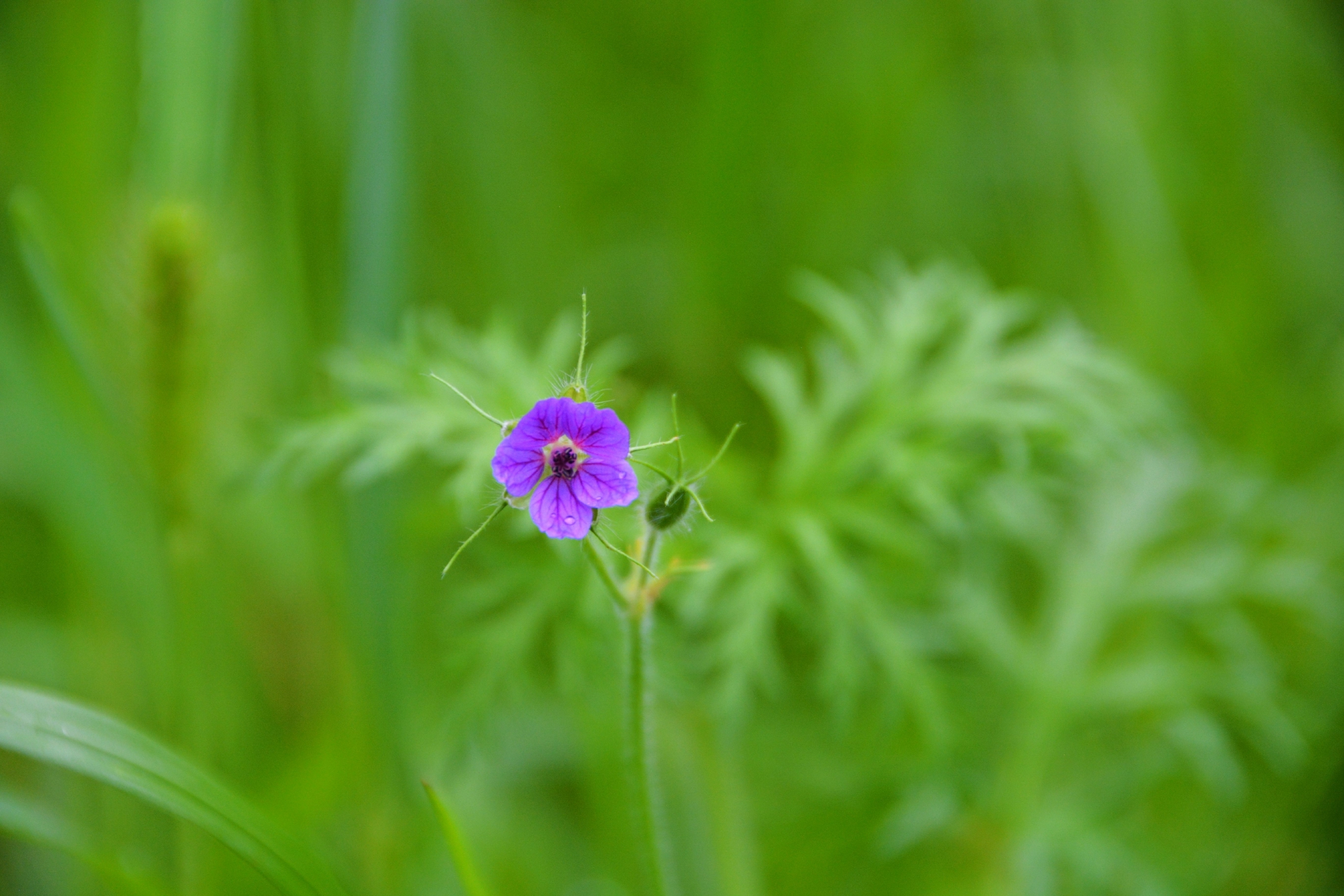 野生植物牦牛儿苗小花,原创拍摄_高清图集_新浪网