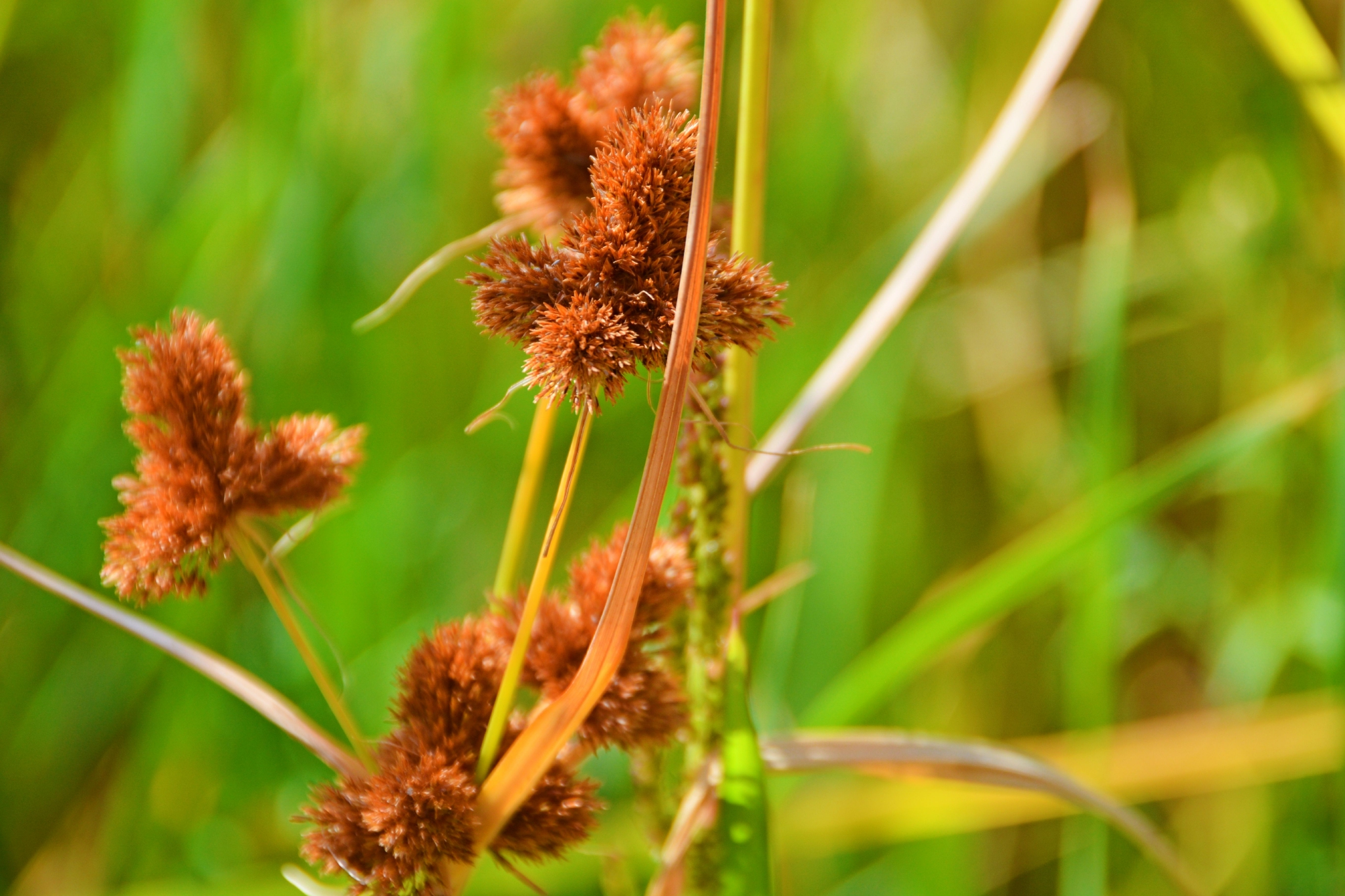 头状穗莎草也叫三轮草,原创拍摄
