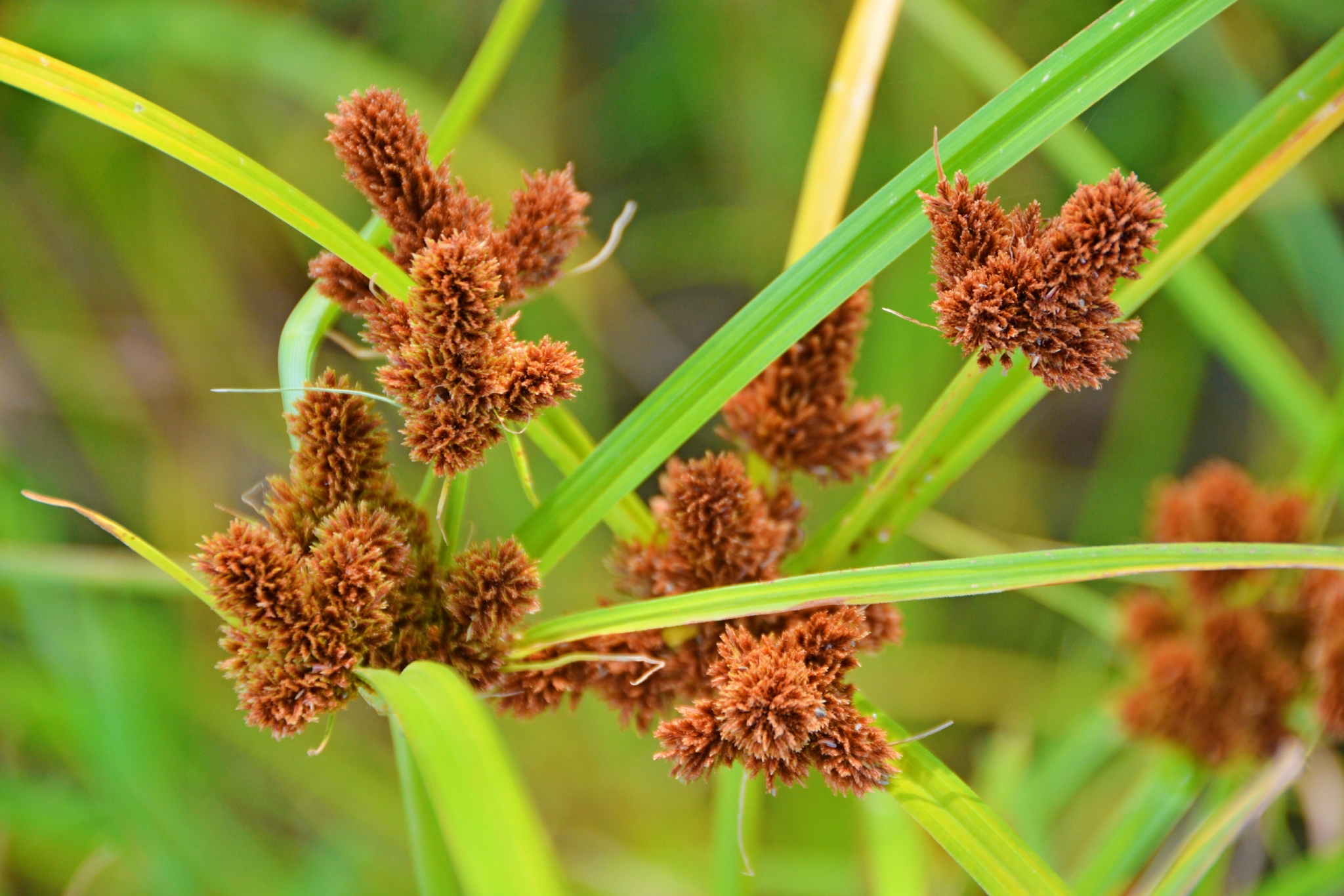 头状穗莎草也叫三轮草,原创拍摄