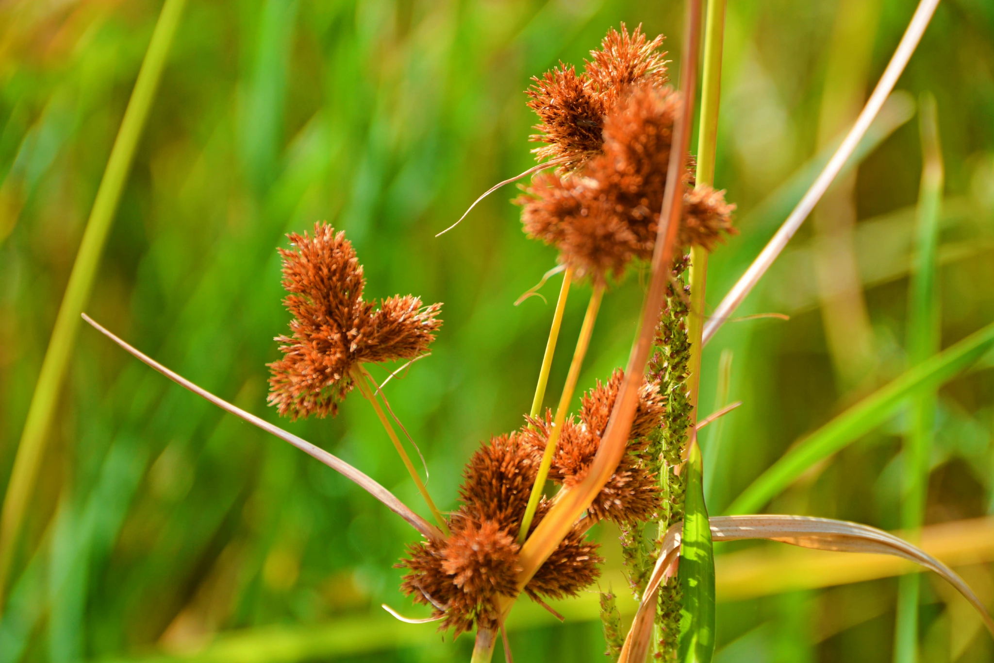 头状穗莎草也叫三轮草,原创拍摄