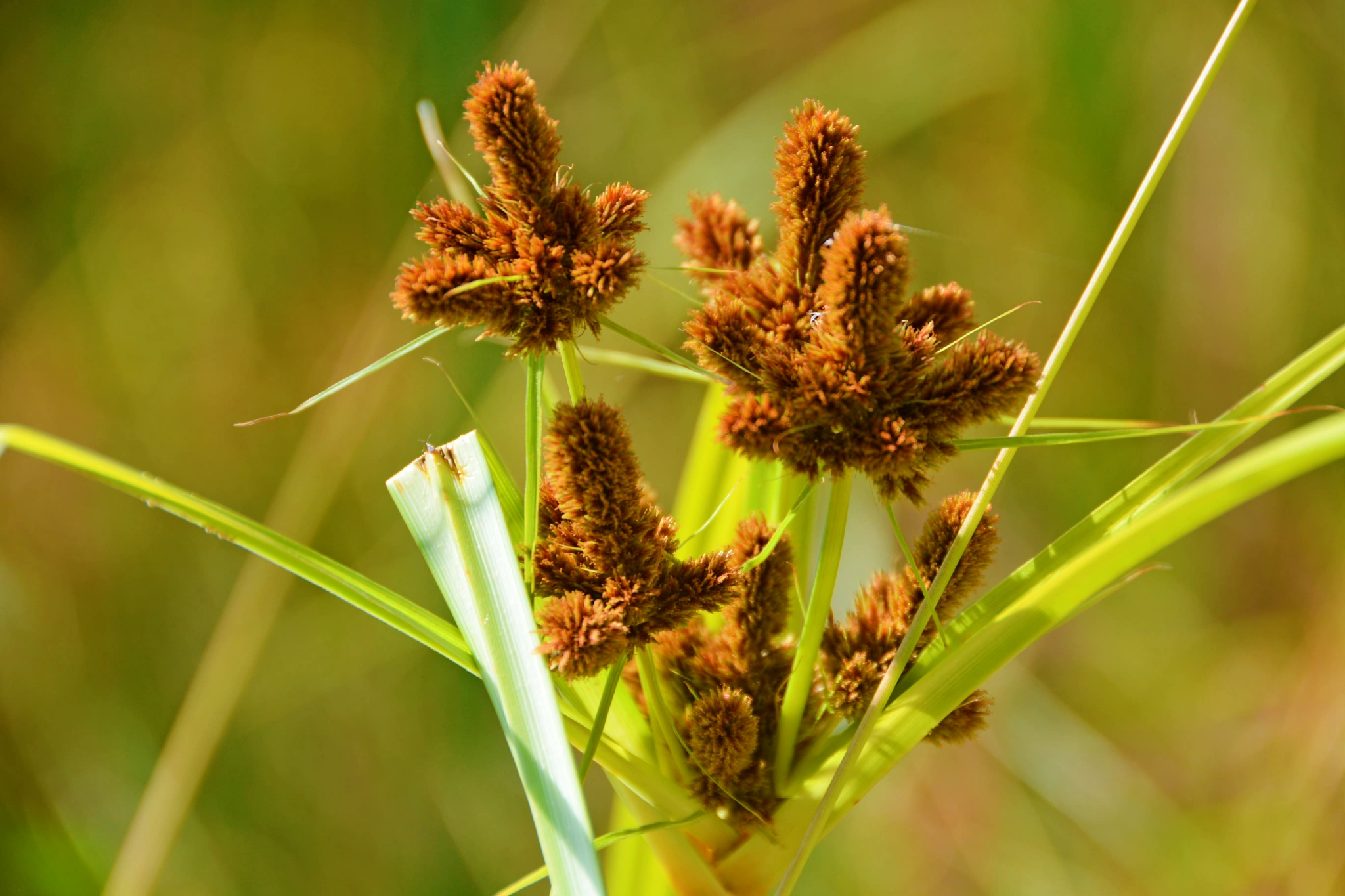 头状穗莎草也叫三轮草,原创拍摄