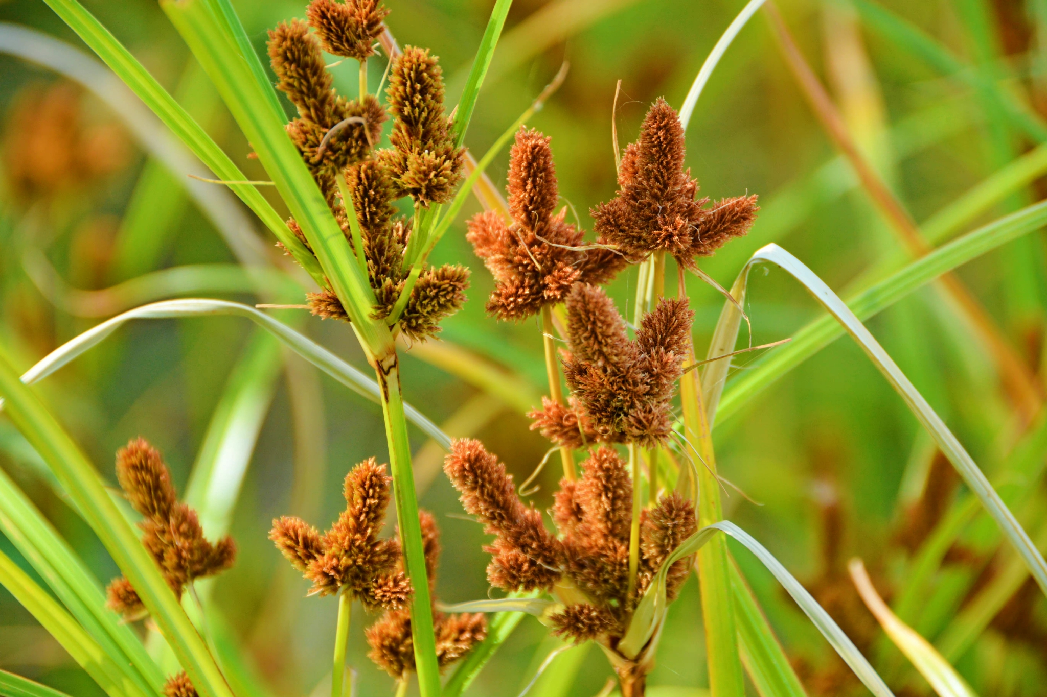 头状穗莎草也叫三轮草,原创拍摄