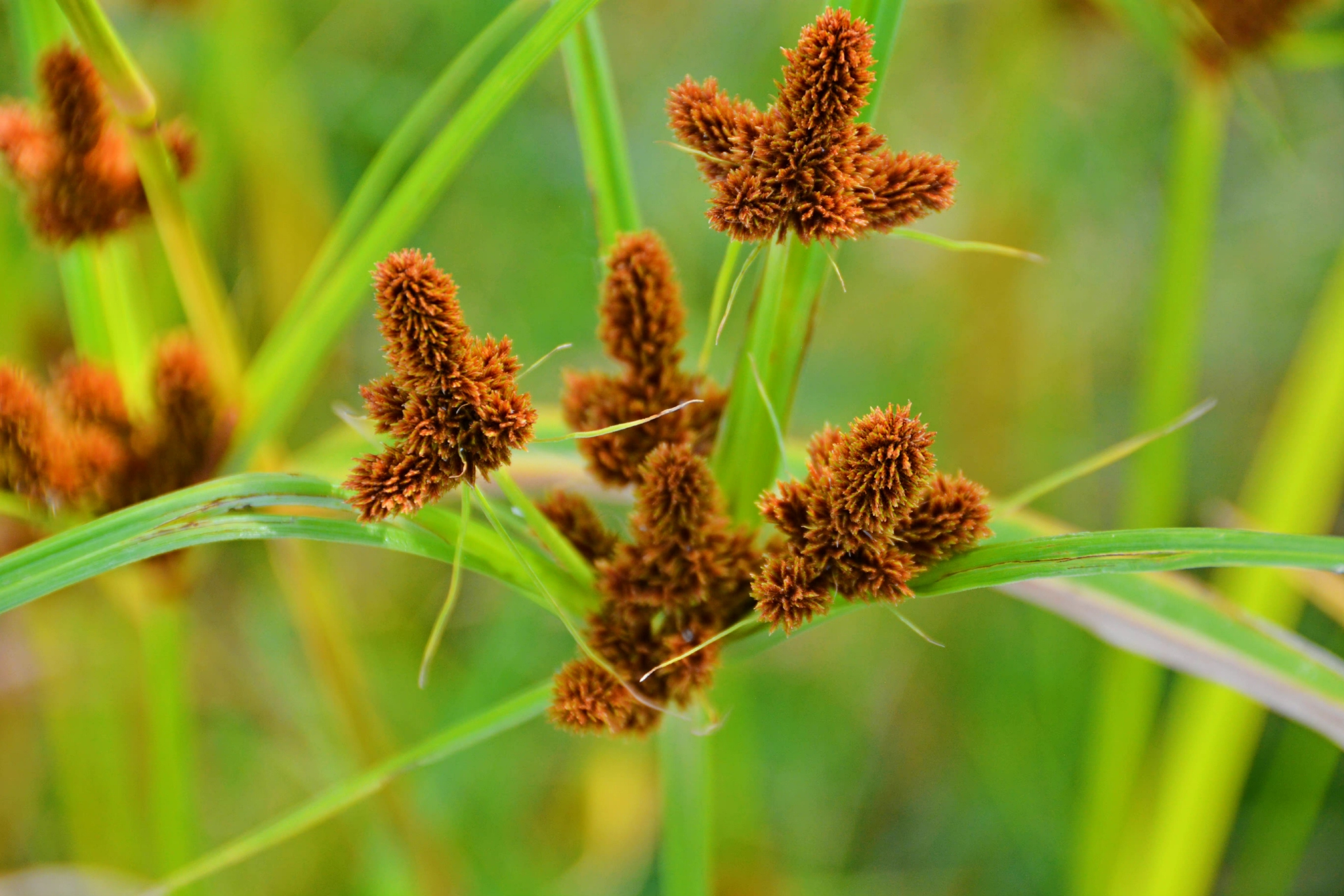 头状穗莎草也叫三轮草,原创拍摄