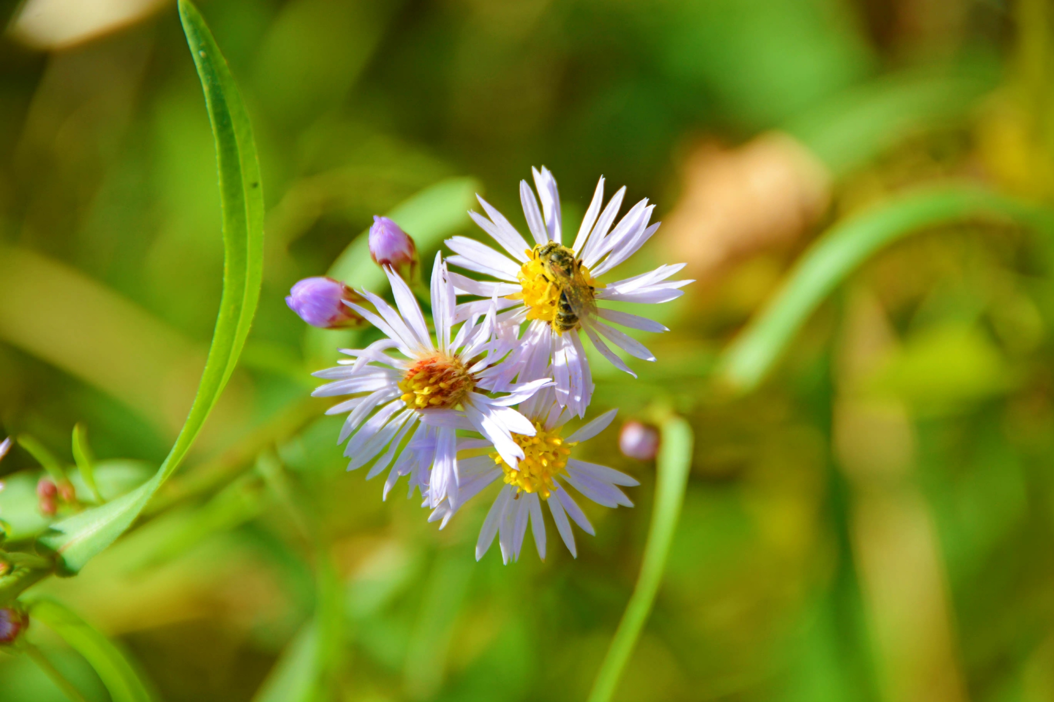 紫色小飞蓬草原创拍摄