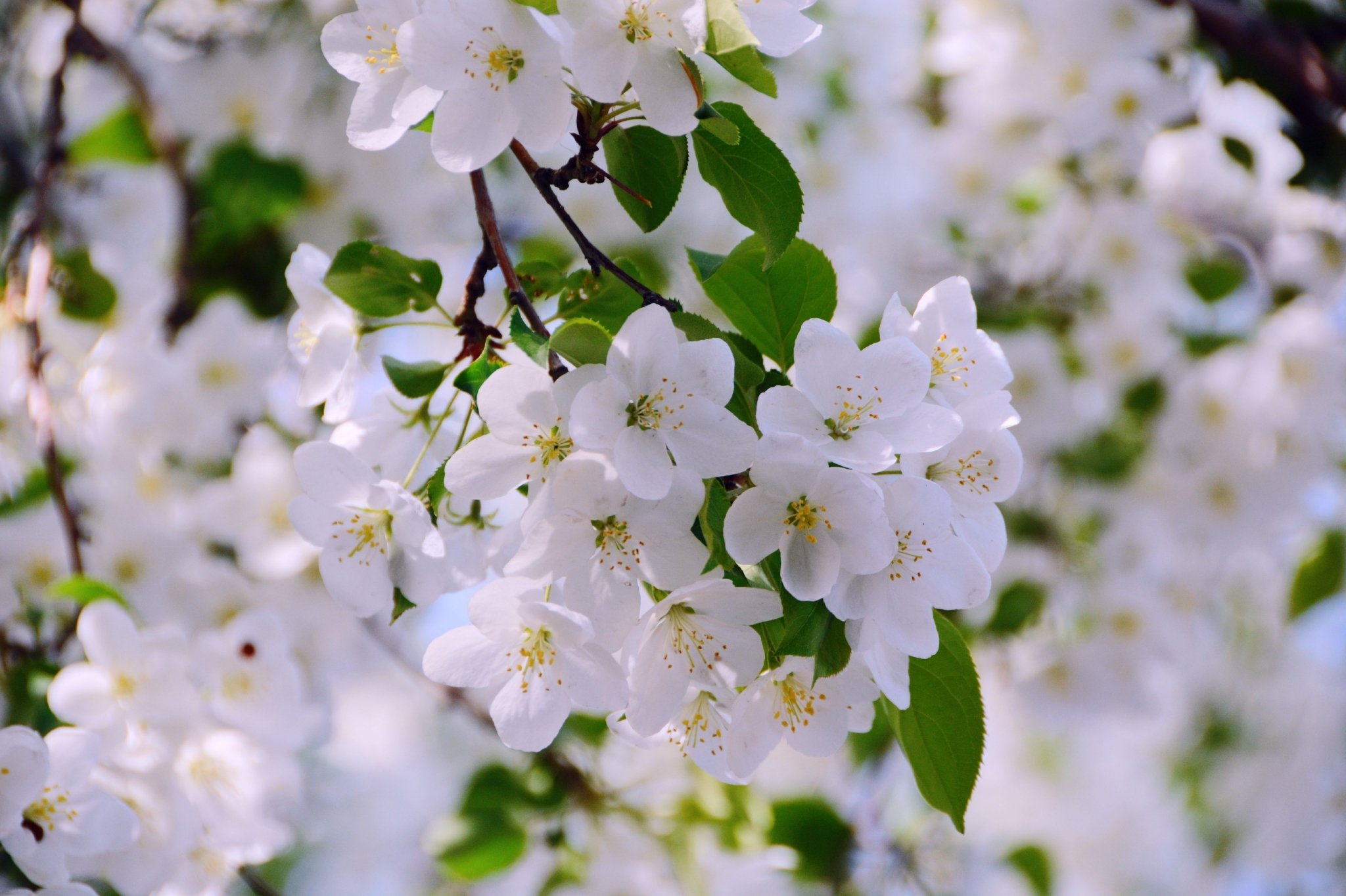 白色海棠花原创拍摄