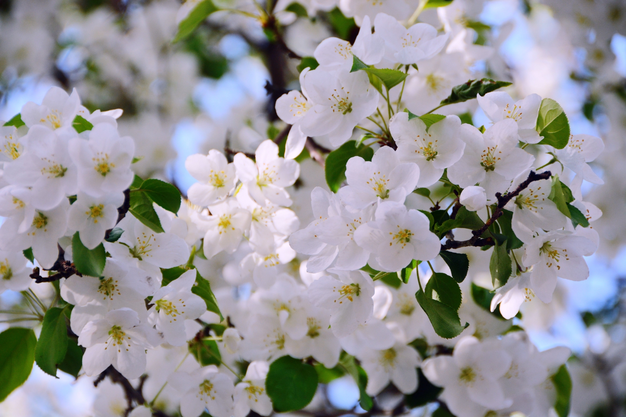 白色海棠花原创拍摄