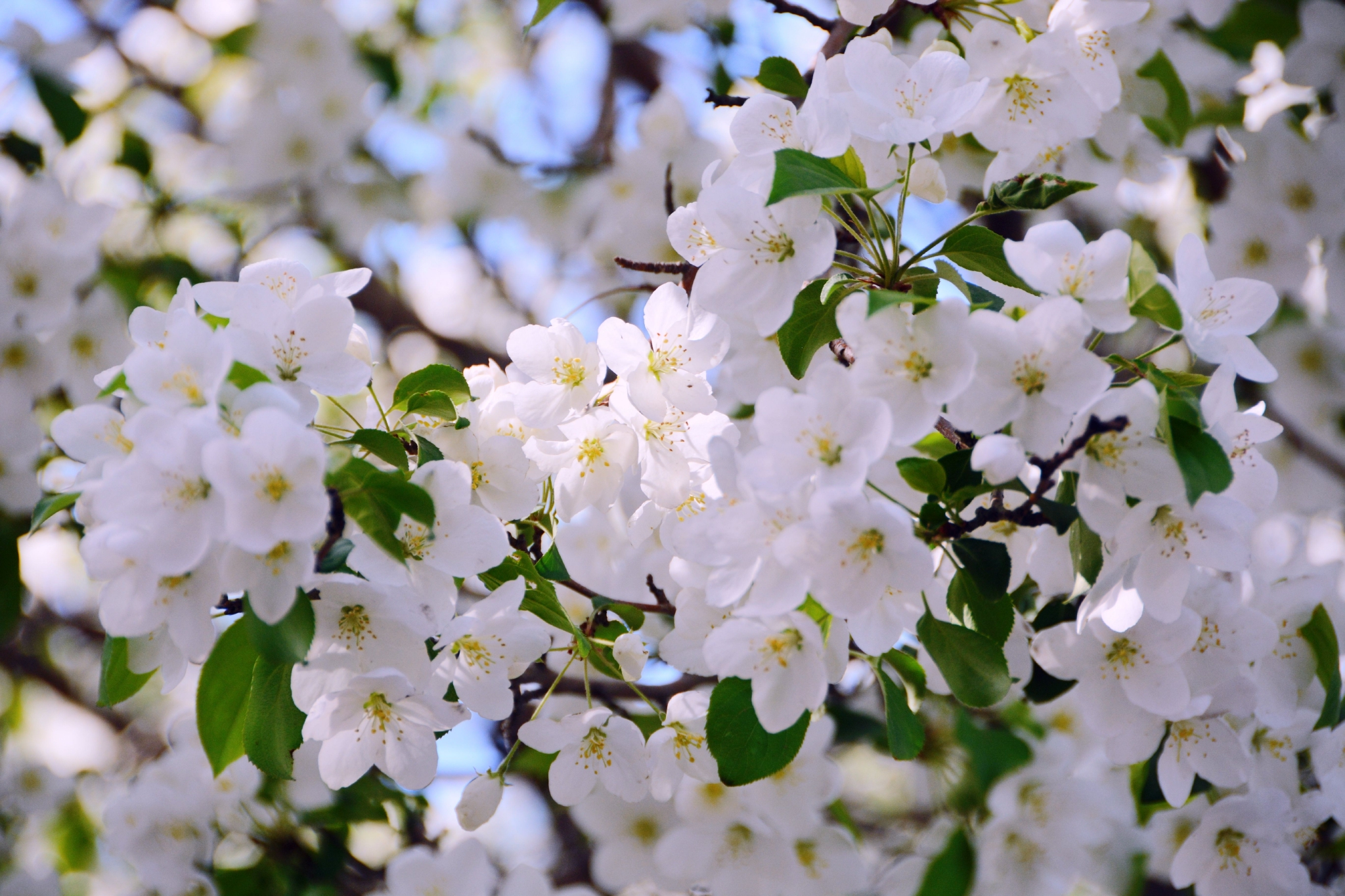白色海棠花原创拍摄